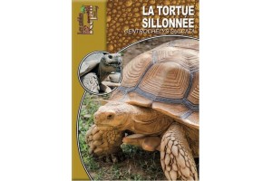 La tortue sillonnée - Centrochelys sulcata